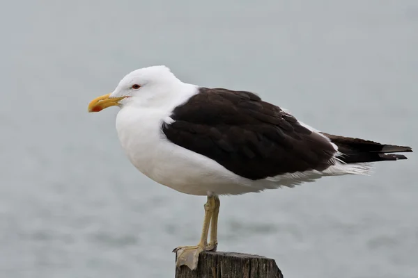 Kelp Seagull on a Wooden Post — Stock Photo, Image
