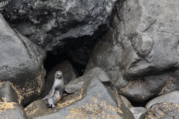 Nova Zelândia Fur Seal Posando — Fotografia de Stock