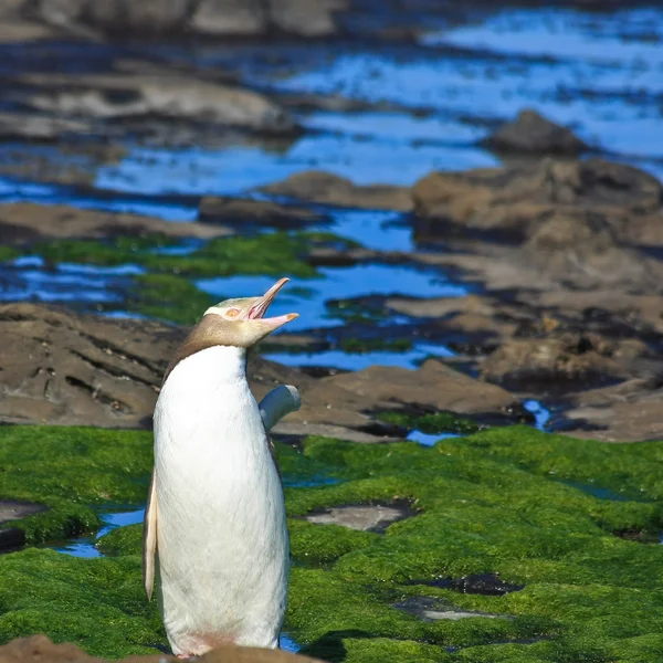 Gelbfleckiger Pinguin streckt sich — Stockfoto