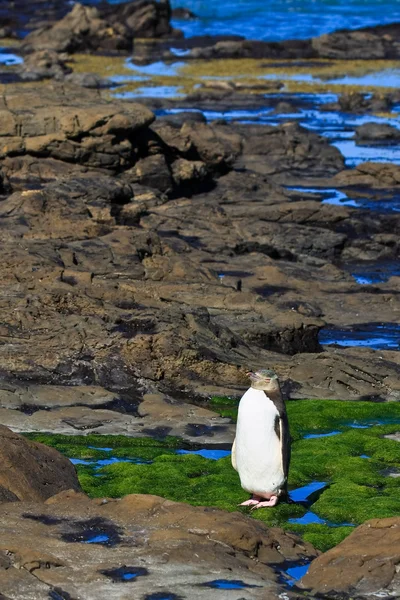 Желтый пингвин на берегу — стоковое фото