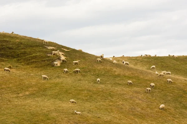 Ovelhas em uma colina — Fotografia de Stock