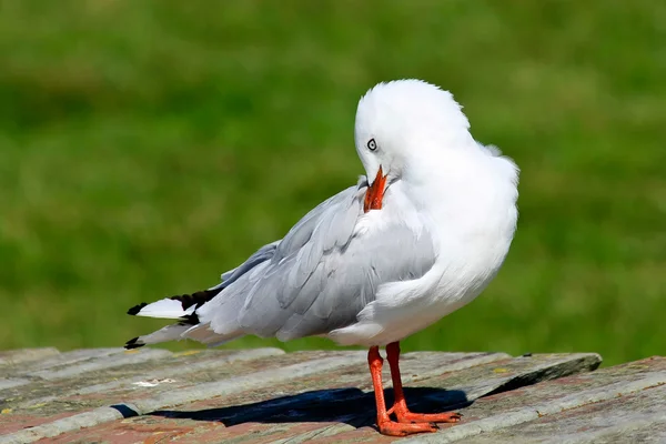 Red-billed Seagull Preening — Stock Photo, Image