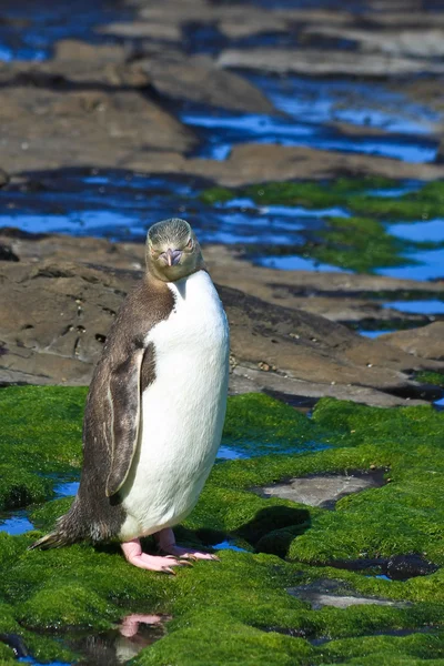 Yelloweyed Pingwin pozowanie — Zdjęcie stockowe