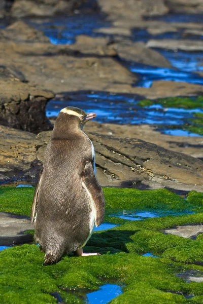 Gelbfleckiger Pinguin in freier Wildbahn — Stockfoto