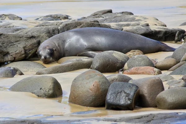 Fur Seal Napping — Stock Photo, Image