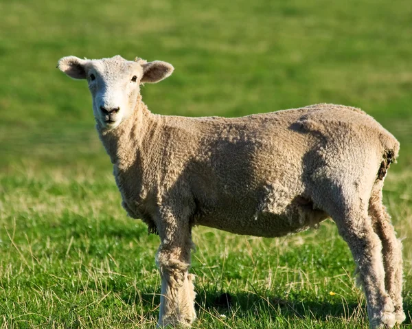 Стрижена овець — стокове фото