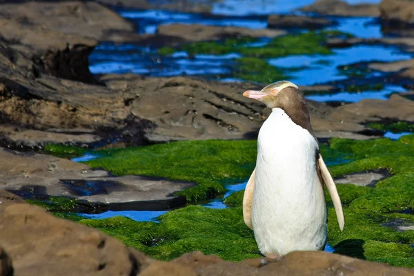 Жовтий профіль пінгвіна — стокове фото