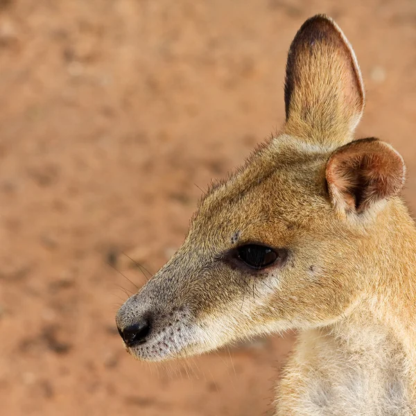 Retrato wallaby — Fotografia de Stock
