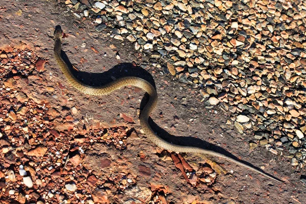 Martwy wąż zabity przez samochód — Zdjęcie stockowe