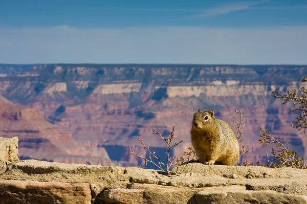 Σκίουρος στο grand canyon — Φωτογραφία Αρχείου