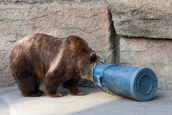 Urso e lata de lixo — Fotografia de Stock