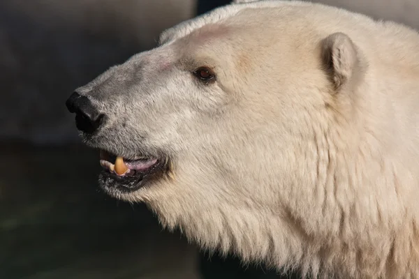 Polar Bear Portrait — Stock Photo, Image