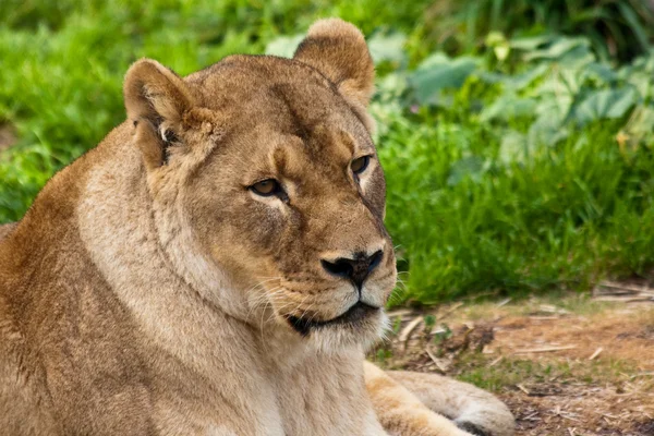动物园里的母狮 — 图库照片