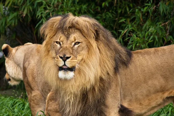 Lion Pair in the Zoo — Stock Photo, Image