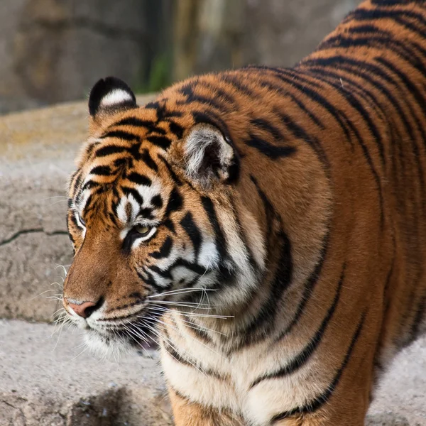 SIberian Tiger — Stock Photo, Image