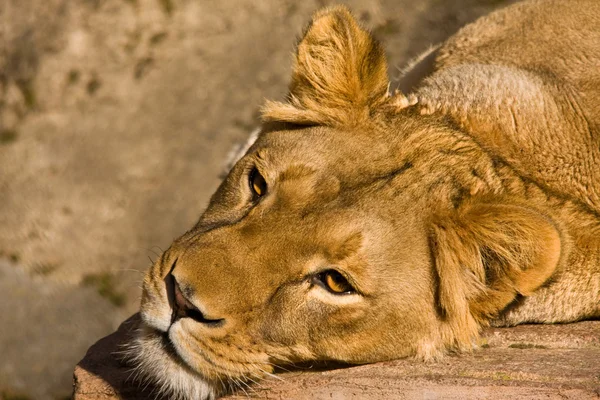 Отдыхающая львица — стоковое фото