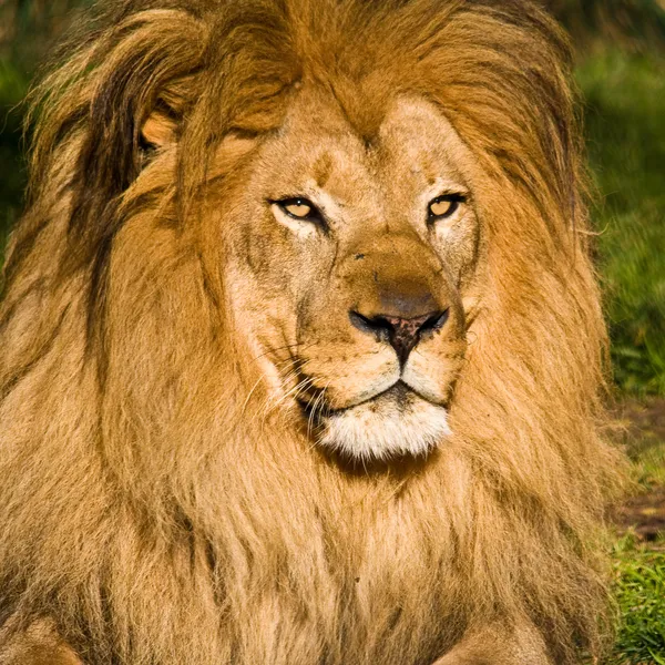 Retrato de Leão Masculino — Fotografia de Stock