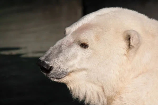 Polar Bear Portrait Stock Image