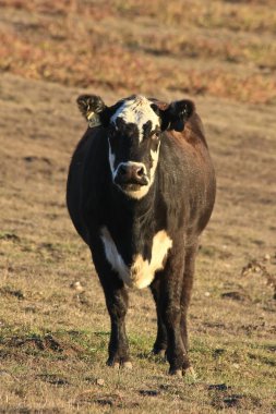 bir çiftlikte, point reyes inek