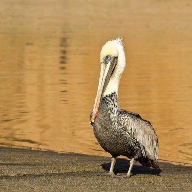 Brown Pelican on the Beach clipart