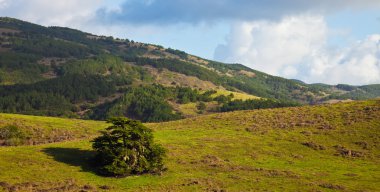 Point reyes peyzaj