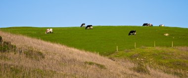 Grazing Cows clipart