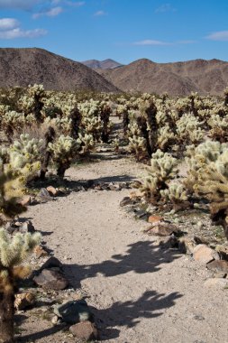 Path through Cholla Cacti clipart