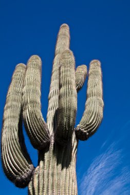 saguaro kaktüsü