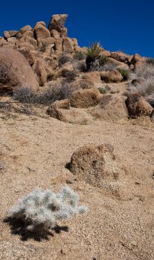 Mojave Çölü peyzaj