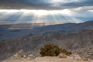 Joshua Tree Sunset clipart