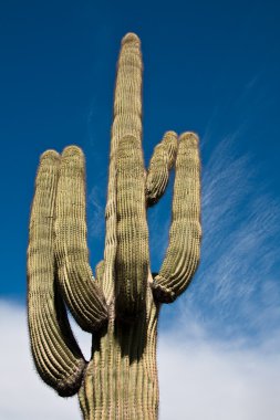 Saguaro against Sky and Clouds clipart