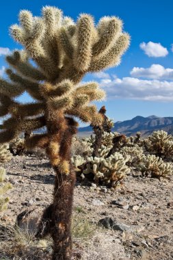 Cholla kaktüs atlama