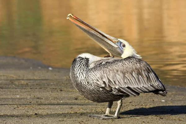 Травмированный коричневый пеликан — стоковое фото