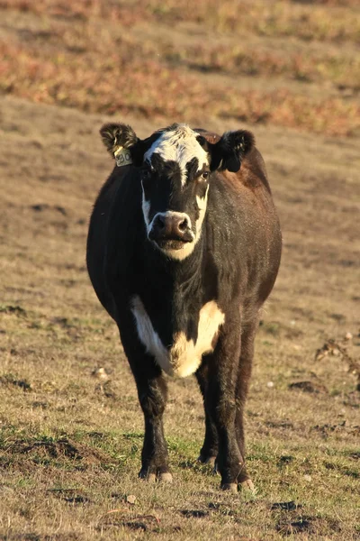 Ko på en gård i punkt reyes — Stockfoto