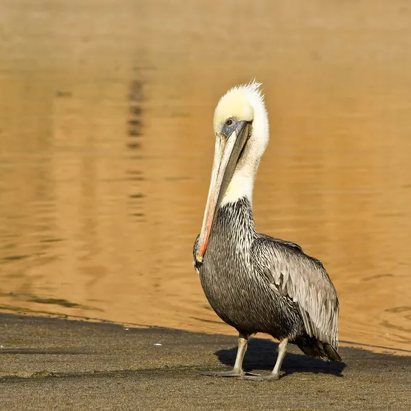 Brown Pelican on the Beach — Stock Photo, Image