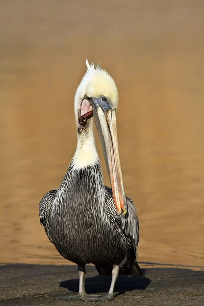 Поранений Бурий пелікан — стокове фото