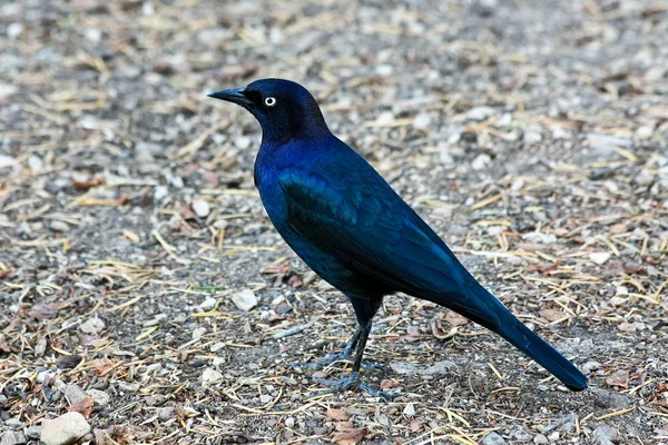Piwne Blackbird — Zdjęcie stockowe