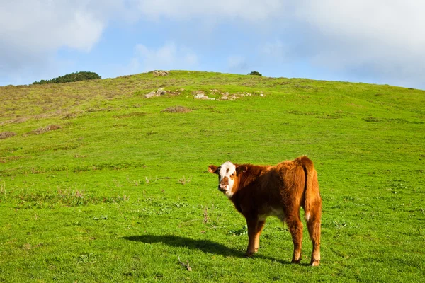 年轻的红牛 — 图库照片