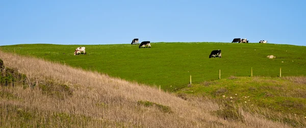 Vacas que pastan — Foto de Stock