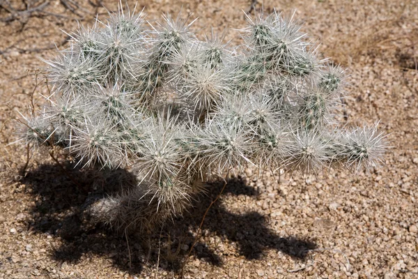 Kleiner Kaktus — Stockfoto