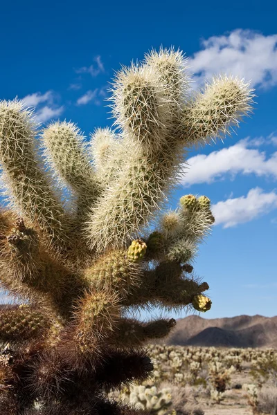 Jumping Cholla Cactus Detalhe — Fotografia de Stock