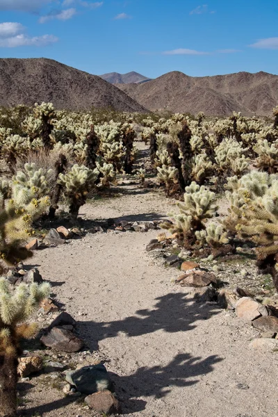 Caminho através de Cholla Cacti — Fotografia de Stock
