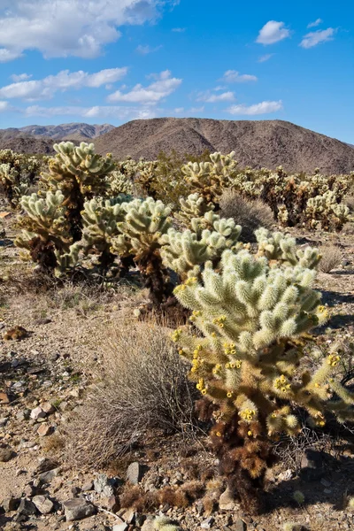 Skákání pole kaktusu cholla — Stock fotografie