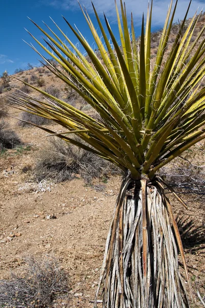 Yucca im Joschua-Baum-Nationalpark — Stockfoto