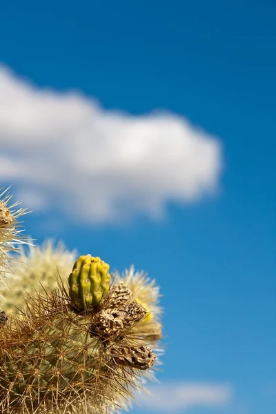 Springen Colla Kaktus Detail — Stockfoto