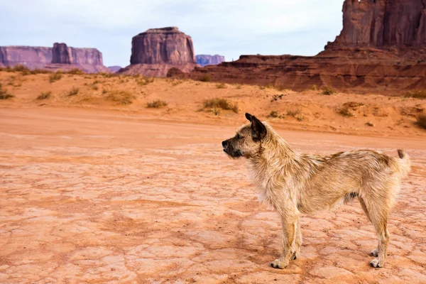 stock image Stray Dog in Monument Valley