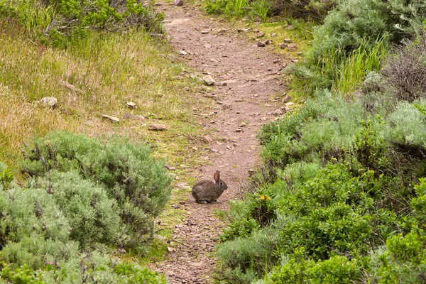 Szczotka królik na szlak — Zdjęcie stockowe