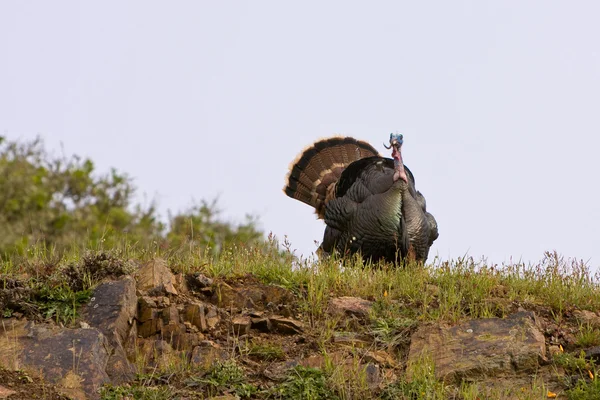 Wild Türkiye — Stok fotoğraf