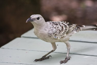 Great Bowerbird Looking for Lunch Scraps clipart