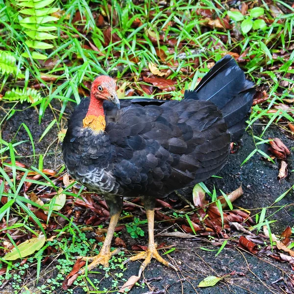 Australian Brush Turkey — Stock Photo, Image